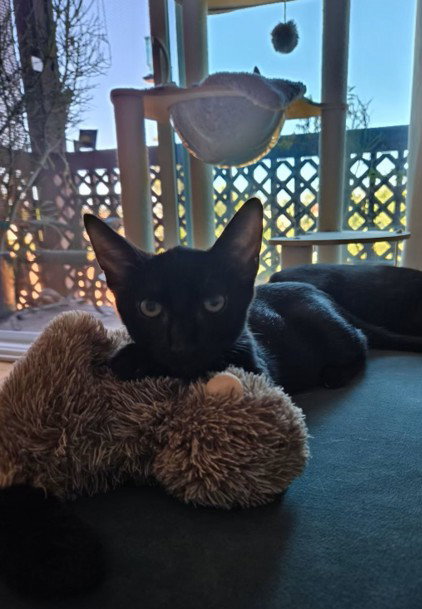 THACKERY BINX, a cat for adoption from North Central Animal Care and Control