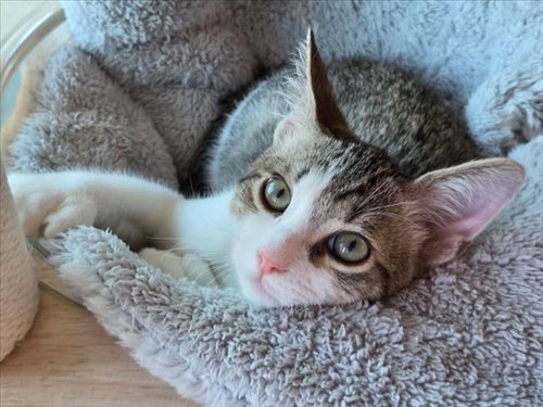 BILLY BUTCHERSON, a cat for adoption from North Central Animal Care and Control