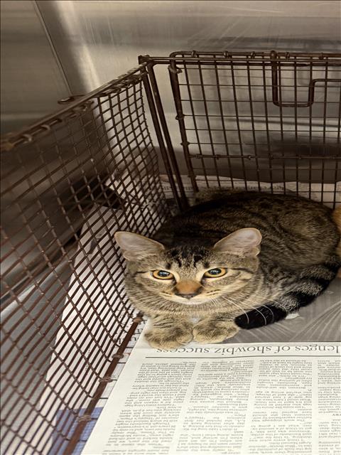 BRIGGS, a cat for adoption from North Central Animal Care and Control
