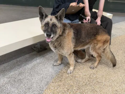 Sugar - German Shepherd Dog