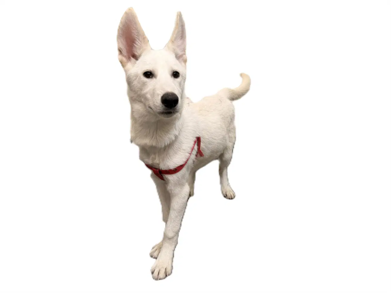Bolt - Siberian Husky