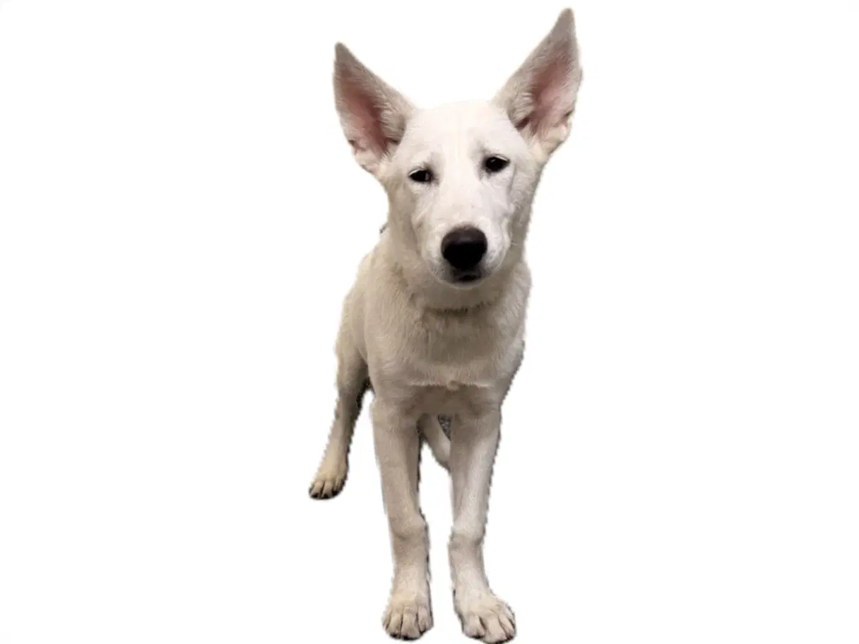 Kiara - Siberian Husky