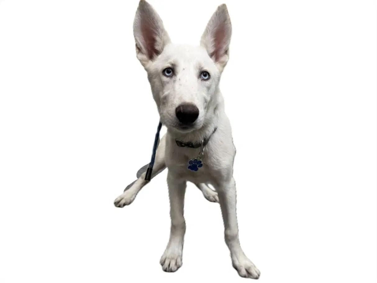 Coco - Siberian Husky