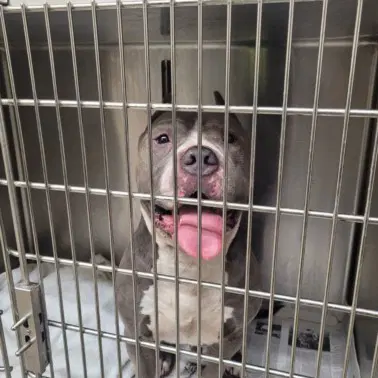 Zeus - Pit Bull Terrier