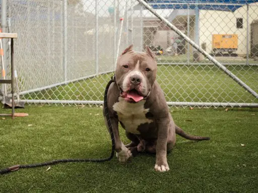 Zeus - Pit Bull Terrier