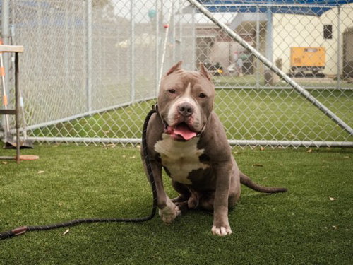 Zeus, Pit Bull Terrier (medium coat)