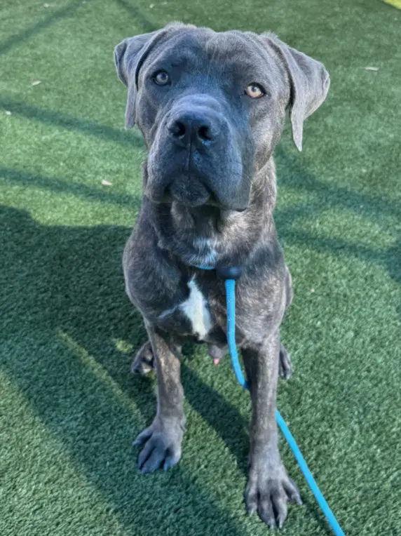 Buster - Cane Corso Mastiff