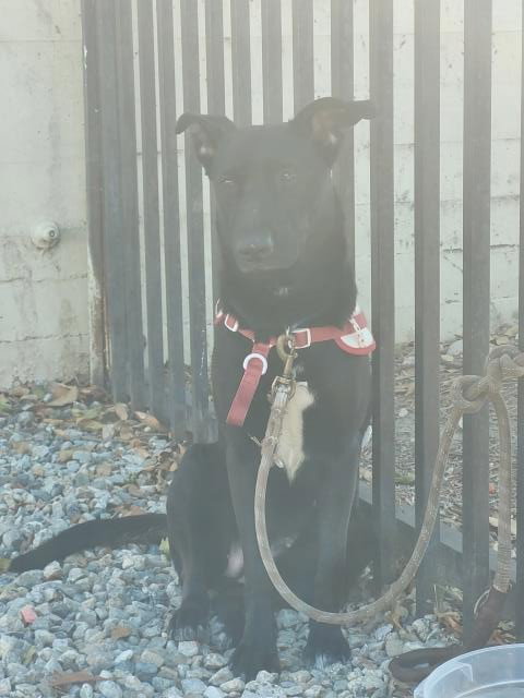 HELIO