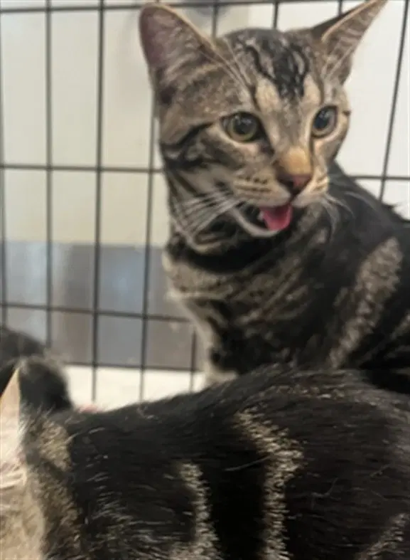 Dochi - Domestic Short Hair