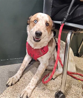 Kiaro - Australian Shepherd
