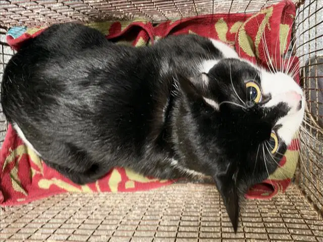 Hermoso - Domestic Short Hair