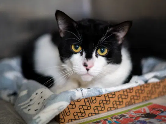 Hermoso - Domestic Short Hair