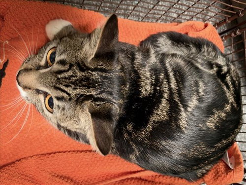 Hermosa, Domestic Short Hair (medium coat)