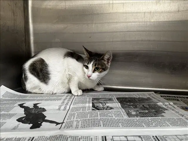 Frances - Domestic Short Hair