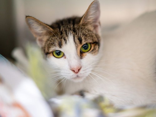Frances, Domestic Short Hair (medium coat)