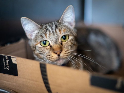 Kitty, Domestic Short Hair (medium coat)
