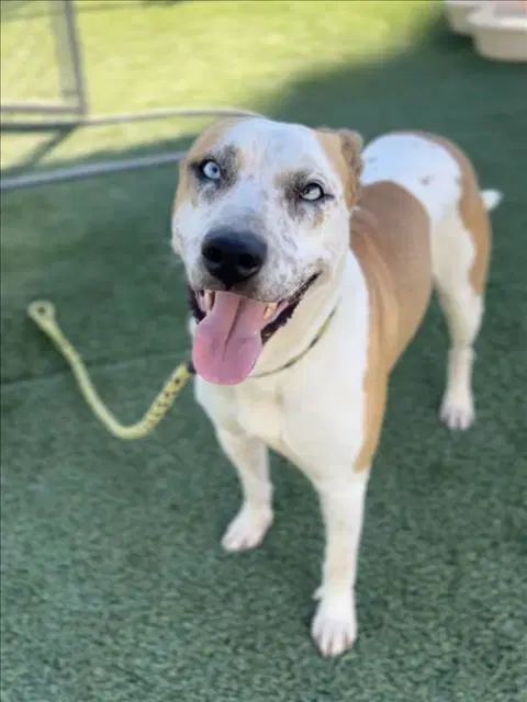 Trigger - American Pit Bull Terrier