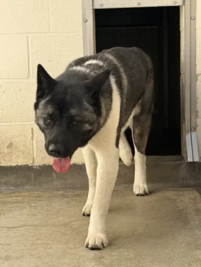 Inku - Akita