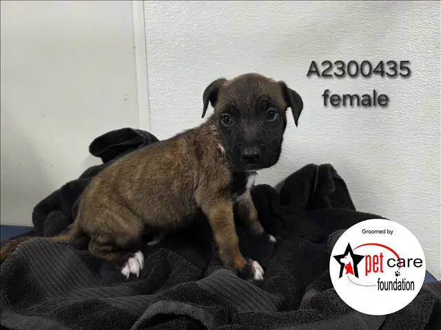 Boo - Belgian Shepherd Malinois
