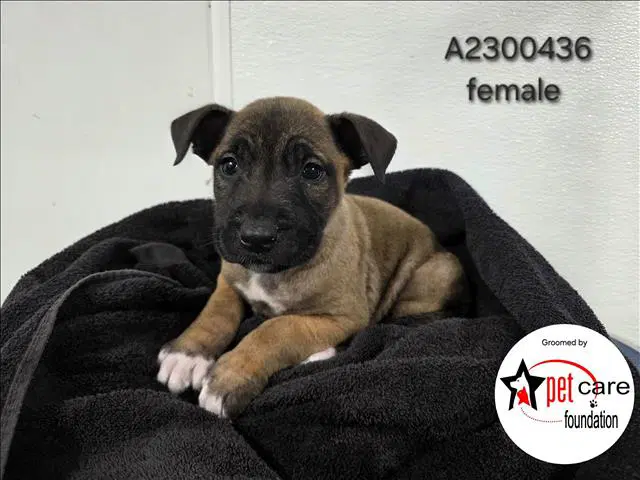 Pumpkin - Belgian Shepherd Malinois