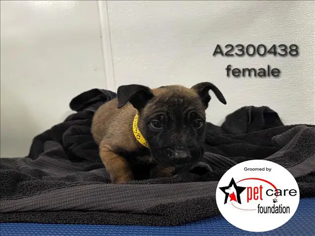 Coraline - Belgian Shepherd Malinois