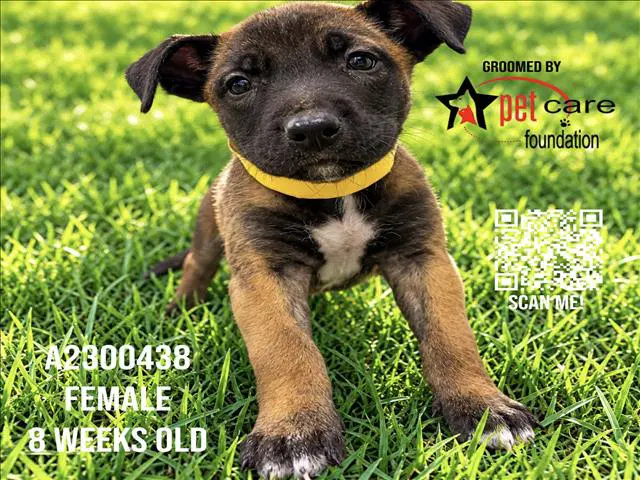 Coraline - Belgian Shepherd Malinois