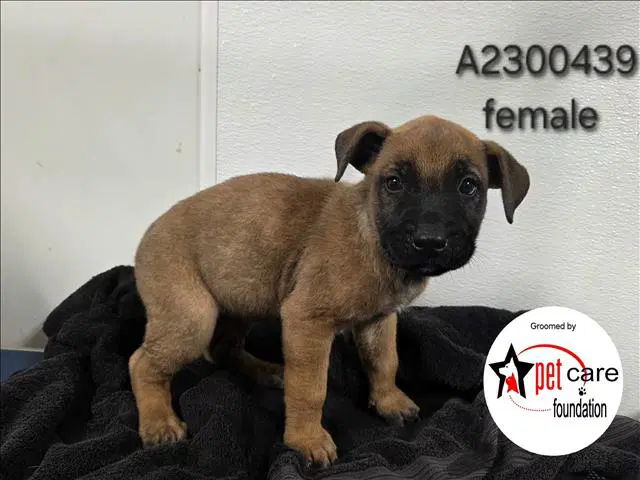 Clarice - Belgian Shepherd Malinois