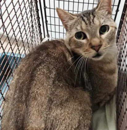 Baxter - Domestic Short Hair