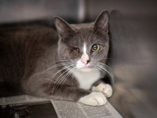 Mira, Domestic Short Hair (medium coat)