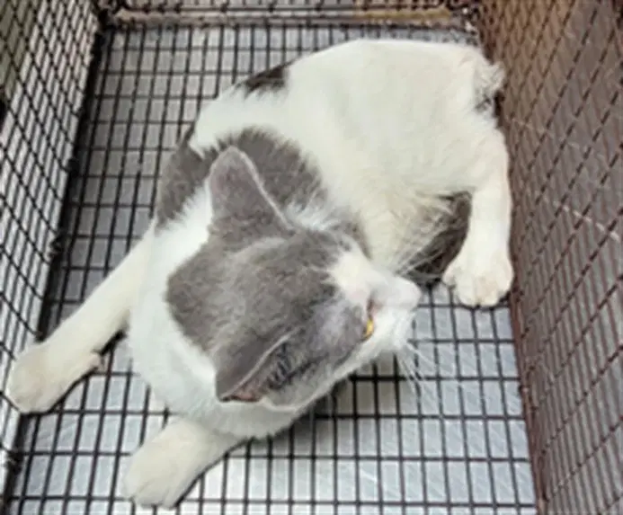 Tony - Domestic Short Hair