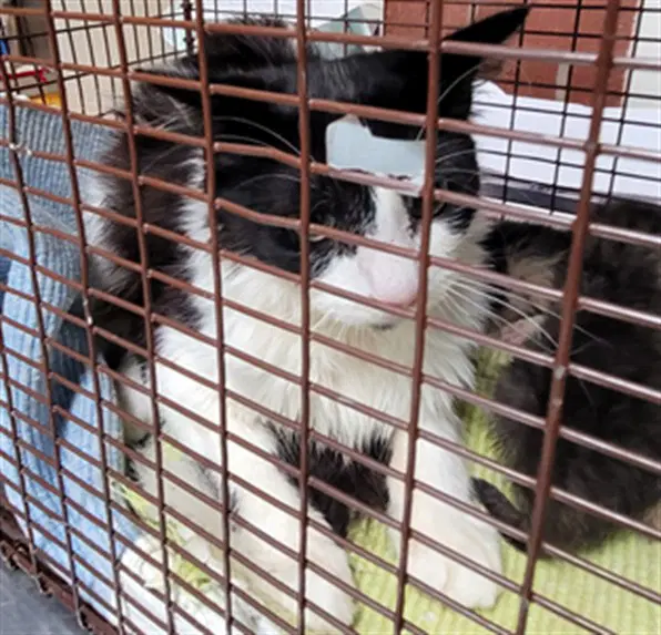 Katniss - Domestic Medium Hair