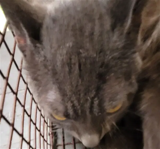 Ember - Domestic Short Hair