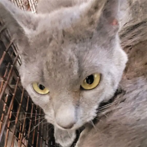 Mouser - Domestic Short Hair