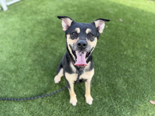 Tony, German Shepherd Dog / Mixed (medium coat)