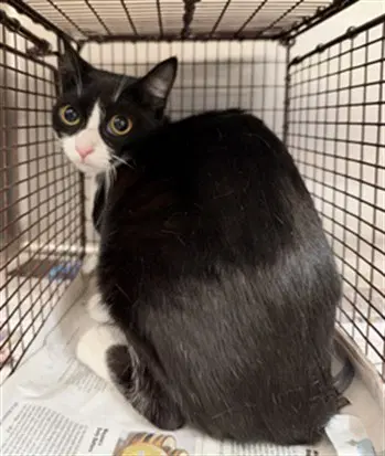Zuma - Domestic Short Hair
