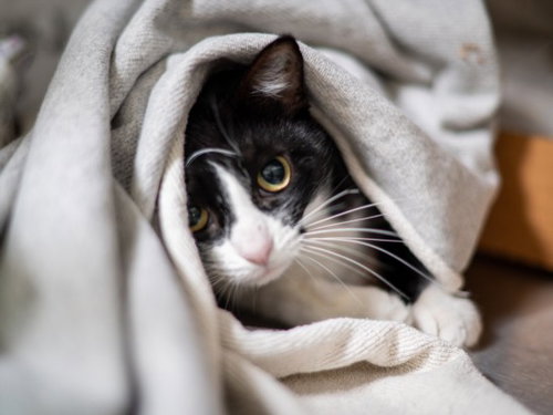 Zuma, Domestic Short Hair (medium coat)