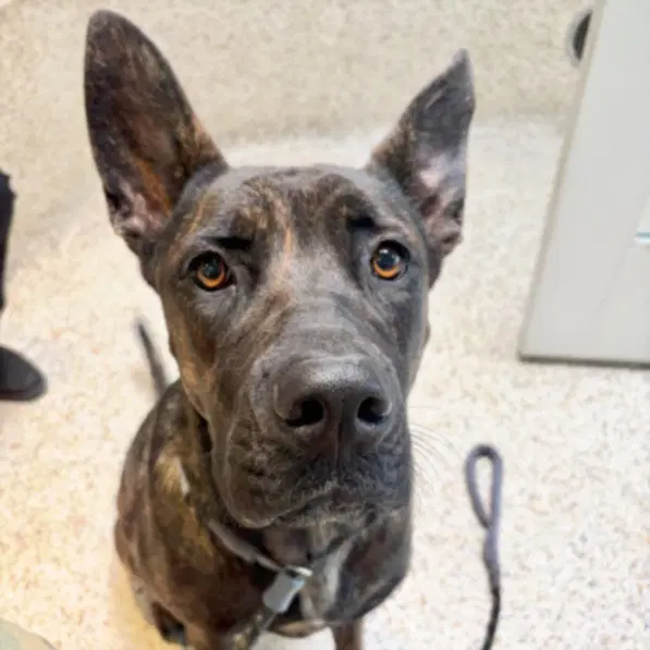 Luna - Pit Bull Terrier