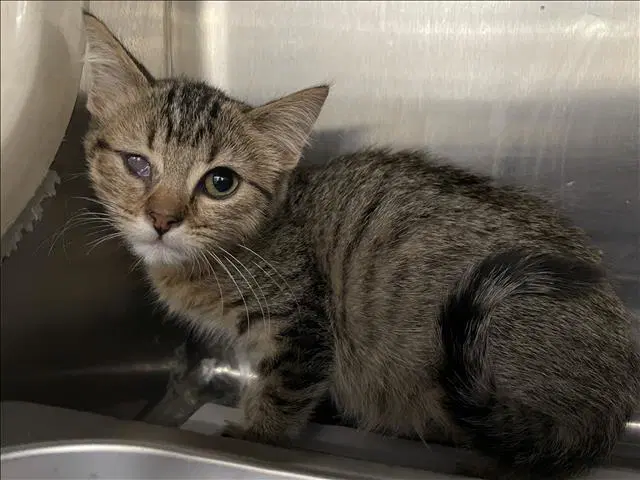Iris - Domestic Short Hair