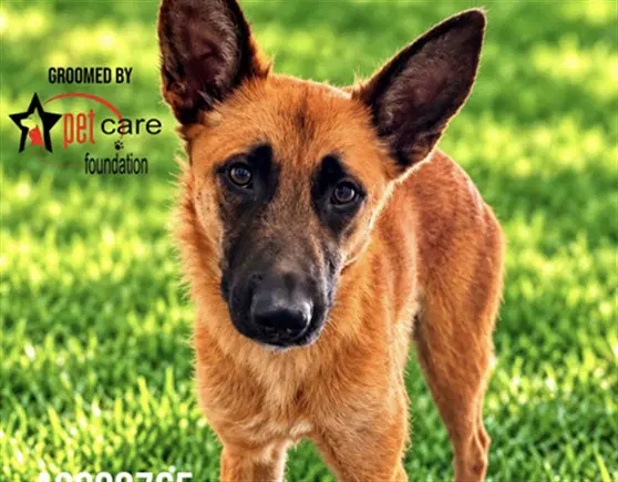 Cash - German Shepherd Dog