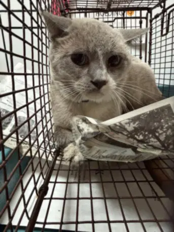 Azul - Domestic Short Hair