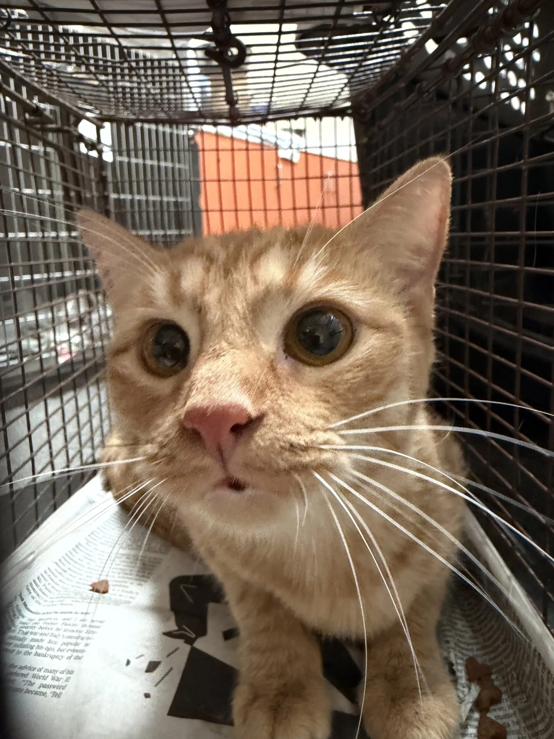 Pica - Domestic Short Hair