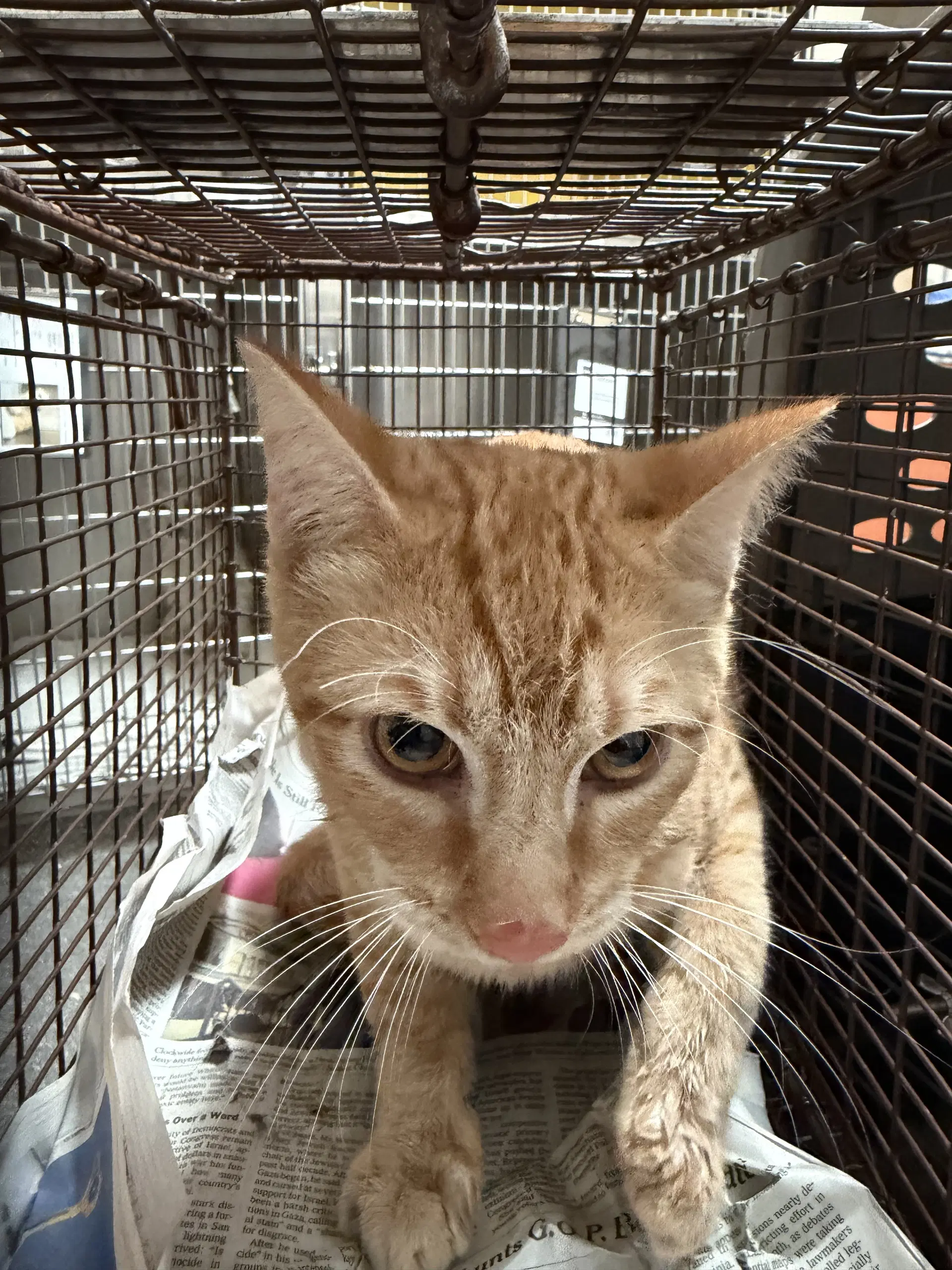 Goldy - Domestic Short Hair