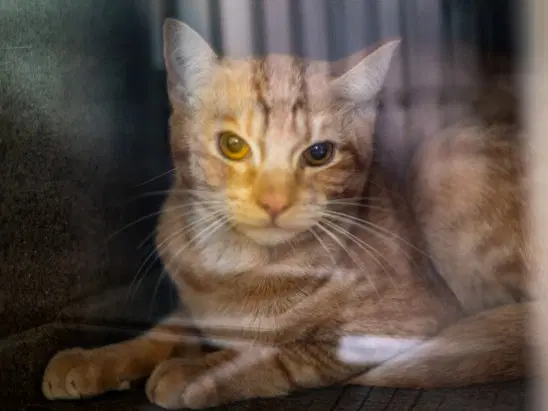 Goldy - Domestic Short Hair