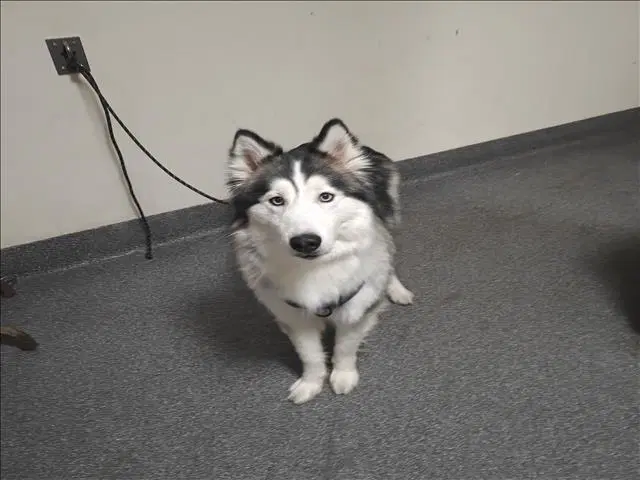 Cloud - Siberian Husky