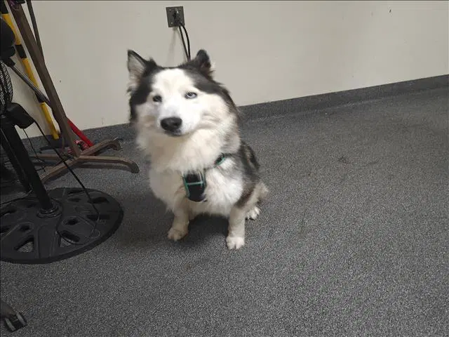 Po - Siberian Husky