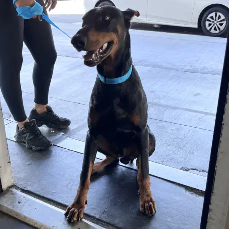 Snoop - Doberman Pinscher