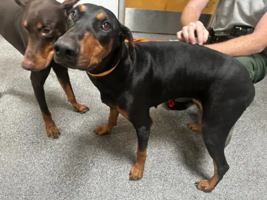 Nala - Doberman Pinscher