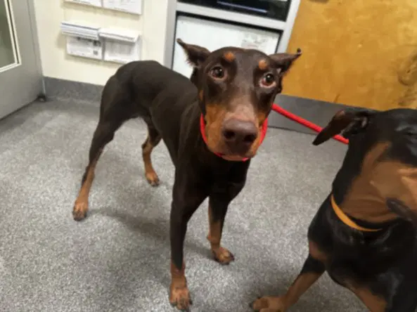 Simba - Doberman Pinscher
