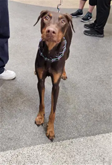 Brenda - Doberman Pinscher
