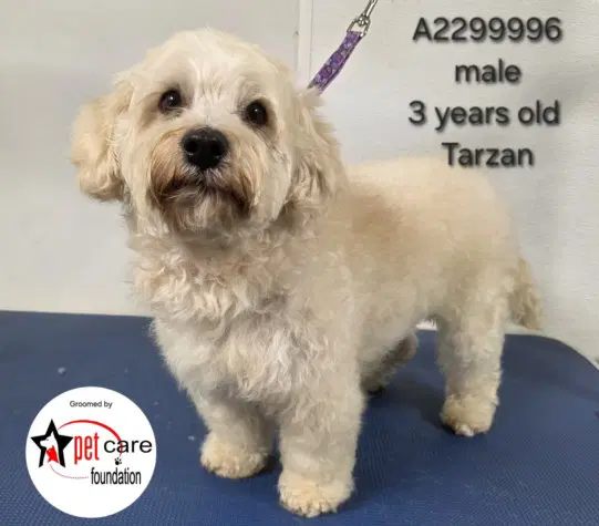 Tarzan - Poodle (Standard)